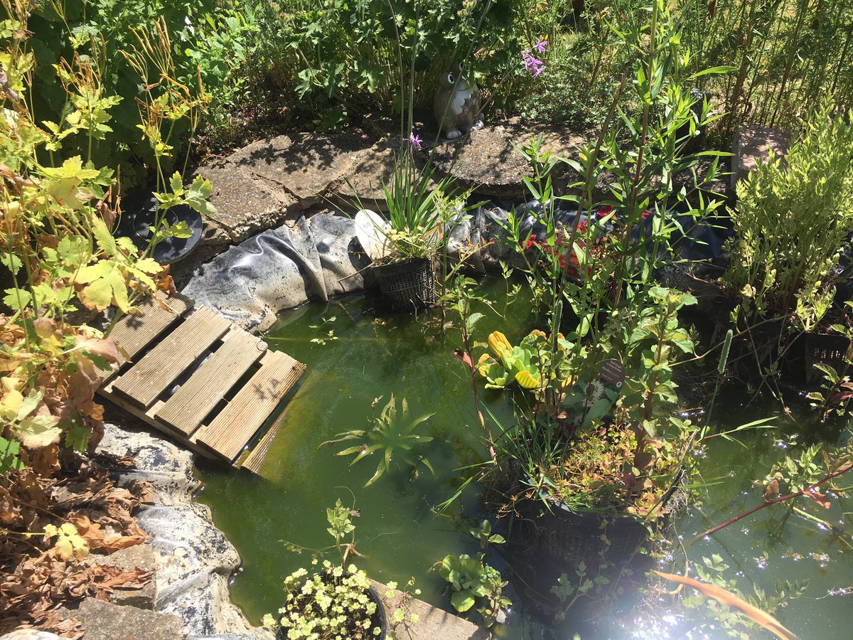 Ipswich Hedgehogs tweet media