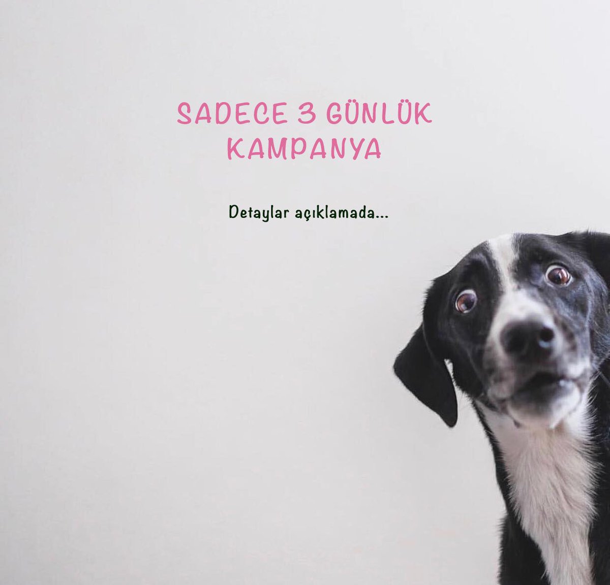 PatiAnneleri's tweet photo. Sadece 3 Gün Sürecek Pati Anneleri Alışveriş Festivali Başladı!

10-11-12 Temmuz

Mevcut İndirimlere Ek + Tüm Üye Alışverişlerde Geçerli %20 EKSTRA SEPET İNDİRİMİ 🎗

Hediye Kodu: patival

Alışveriş için https://t.co/21DxVPxFdf 🎁 https://t.co/u9KfPue4ld