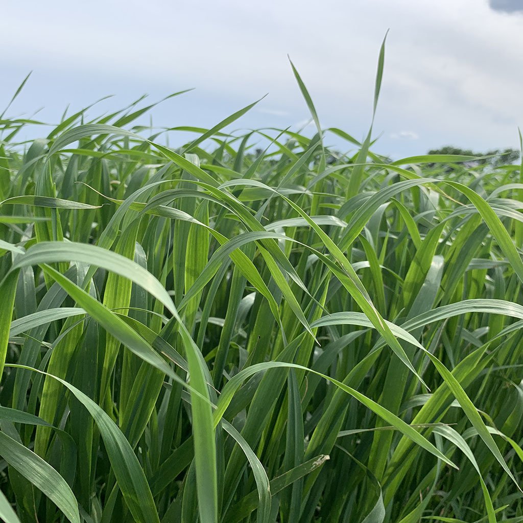 FPGenetics's tweet photo. @AginMotion - only a week away - get an up close look at FP Genetics varieties. #CDCLandmarkVB #AACViewfield #CDCArborg #AACCrome #KWSGatano #KWSBono Our plots are looking good We're excited to show them to you and answer all your questions #AIM19 #cerealseedexperts - booth 610 https://t.co/bQB4Qvbc8x