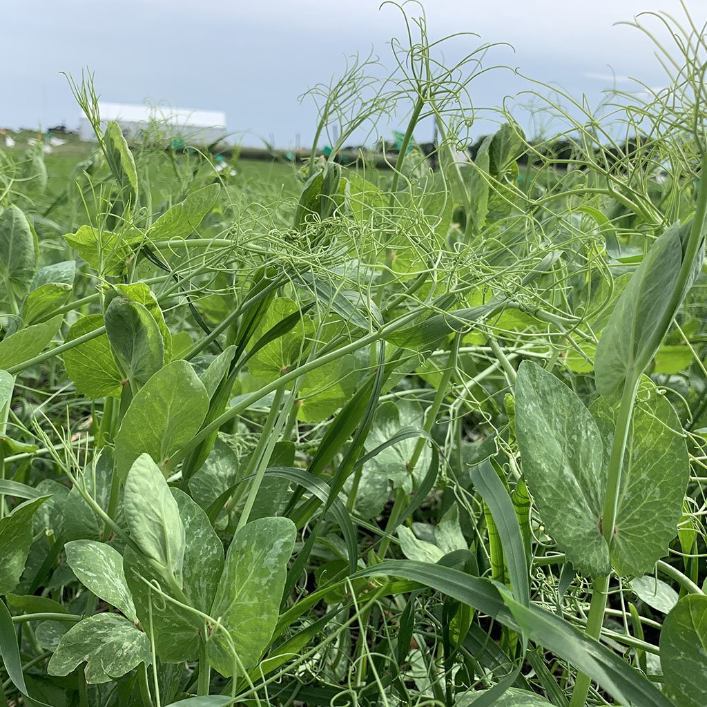 FPGenetics's tweet photo. @AginMotion - only a week away - get an up close look at FP Genetics varieties. #CDCLandmarkVB #AACViewfield #CDCArborg #AACCrome #KWSGatano #KWSBono Our plots are looking good We're excited to show them to you and answer all your questions #AIM19 #cerealseedexperts - booth 610 https://t.co/bQB4Qvbc8x