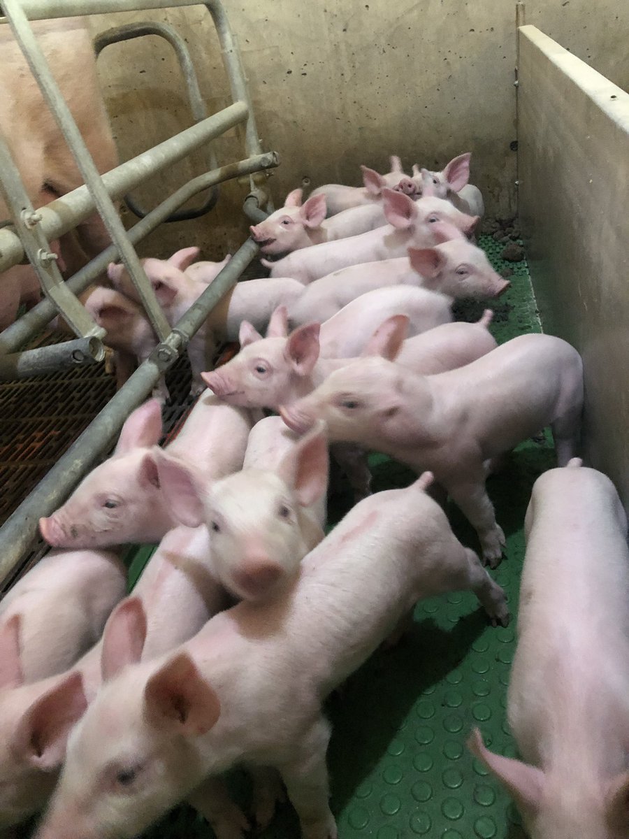 KristyPerrin's tweet photo. Family Pictures are hard when you have 16 piglets!! #topigs #TN70 #ontariopork #realpigfarming https://t.co/BJVCgDvh4K