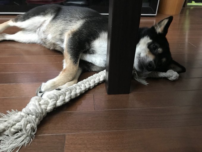 三面図のtwitterイラスト検索結果 古い順