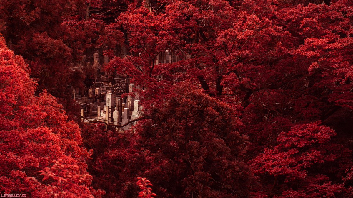 A photography set by Liam Wong. Images of Kyoto, Japan. This image is of a cemetery surrounded by foliage. The photograph has been recolored so that it has an infrared feeling. The leaves surrounding the cemetery are all bright red.
