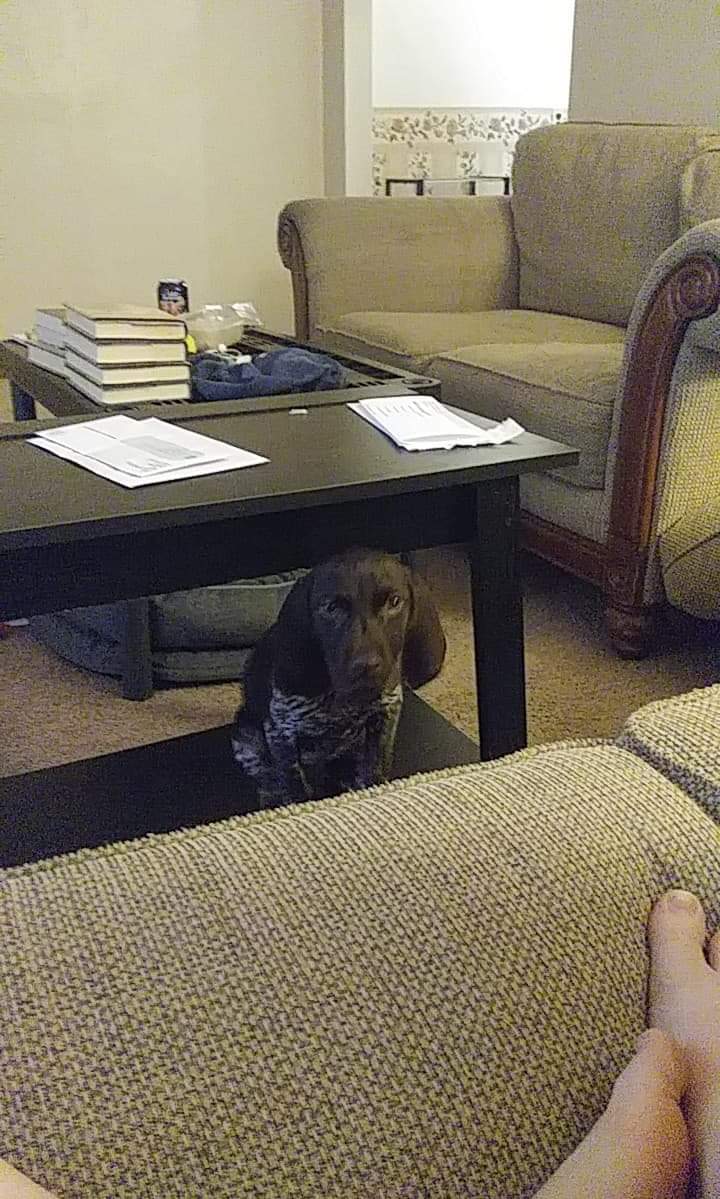 PawsitiveDog2's tweet photo. @emzoticofficial I did this last night too meet charlie our new german shorthair pointer she was havinv a real bad dream last night so i scooped her up n gave her all the kisses till she woke up cryin but happy it was me💖 new babies are exhausting but i wouldnt trade her for the world💖💖💖 https://t.co/K4Emzsopgi