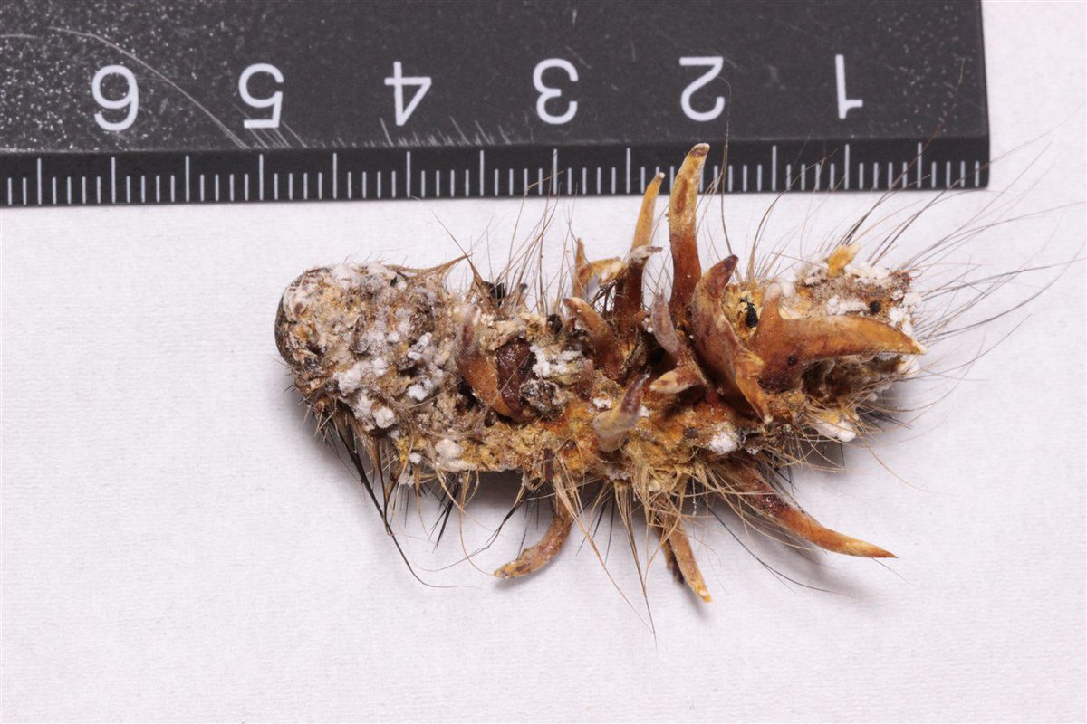 ガガンボ 原稿作業 Sur Twitter 元の宿主が大きいと迫力が出ますね マイマイガは見た目が気持ち悪いので生きているときは苦手でしたが 虫草が生えてくると愛着がわきます 地元で大量発生したものからも出たらよかったのに