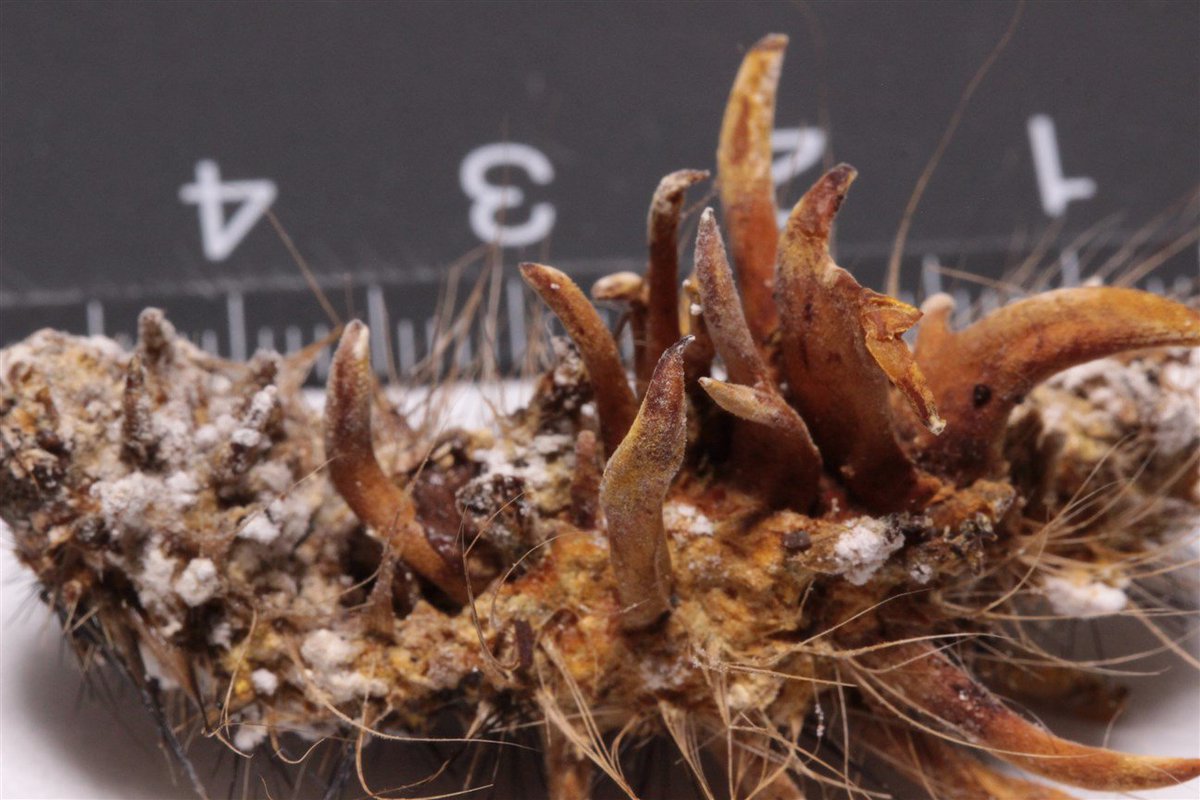 ガガンボ 原稿作業 元の宿主が大きいと迫力が出ますね マイマイガは見た目が気持ち悪いので生きているときは苦手でしたが 虫草が生えてくると愛着がわきます 地元で大量発生したものからも出たらよかったのに