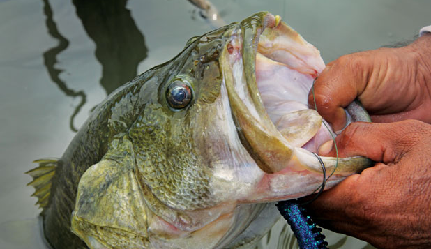 Sizzling Tips for Summer Bass Fishing: bit.ly/2JlQLGX

#summer #bassfishing #kayakfishing #fishing #gearup4life #herbphilipsons