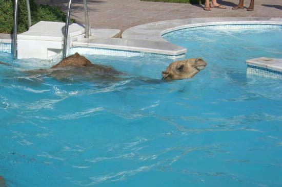 SRPoolsInc's tweet image. #HumpDayMotivation 🐪
 Did you know that your #swimmingpool water does not need to be lowered to change your #poollight bulb 💡or the housing.  Call S&amp;amp;R to shed some #light on this at 908-526-2277!!!