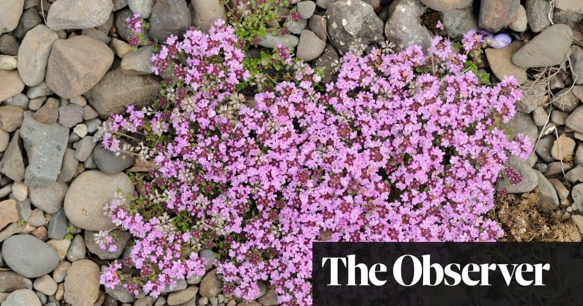 AylesfordInt's tweet photo. Hate weeding? An easy solution | James Wong https://t.co/D7QkrMnWR2 #weeding #hateweeding #weedingtips via @guardian https://t.co/Atm9J5rpTz