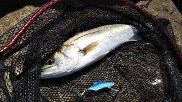 若洲海浜公園でシーバス釣行 ７つのヒットで気になる結果は 21年７月２日 釣れなくたっていいじゃないか