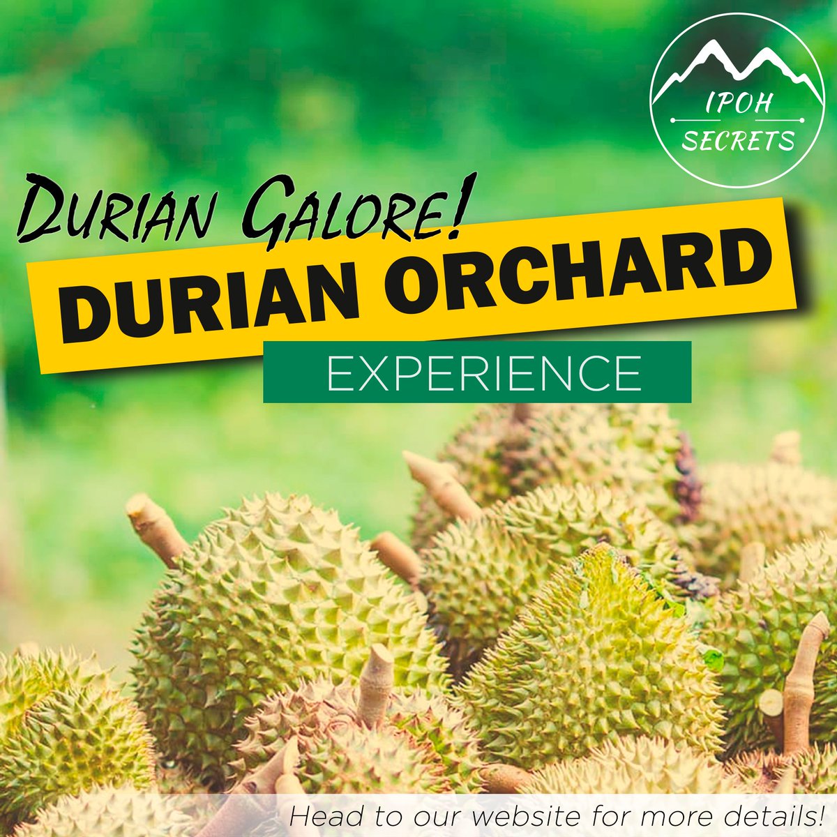 IpohSecrets's tweet photo. Durian Galore with #IpohSecrets includes a 3 hours All-You-Can-Eat #durian #buffet of various types. The varieties of durians will be per what is available from the day's fresh-picked. With so many types of durian varieties you probably will not get the same type of durian twice! https://t.co/04XBPN2ctk