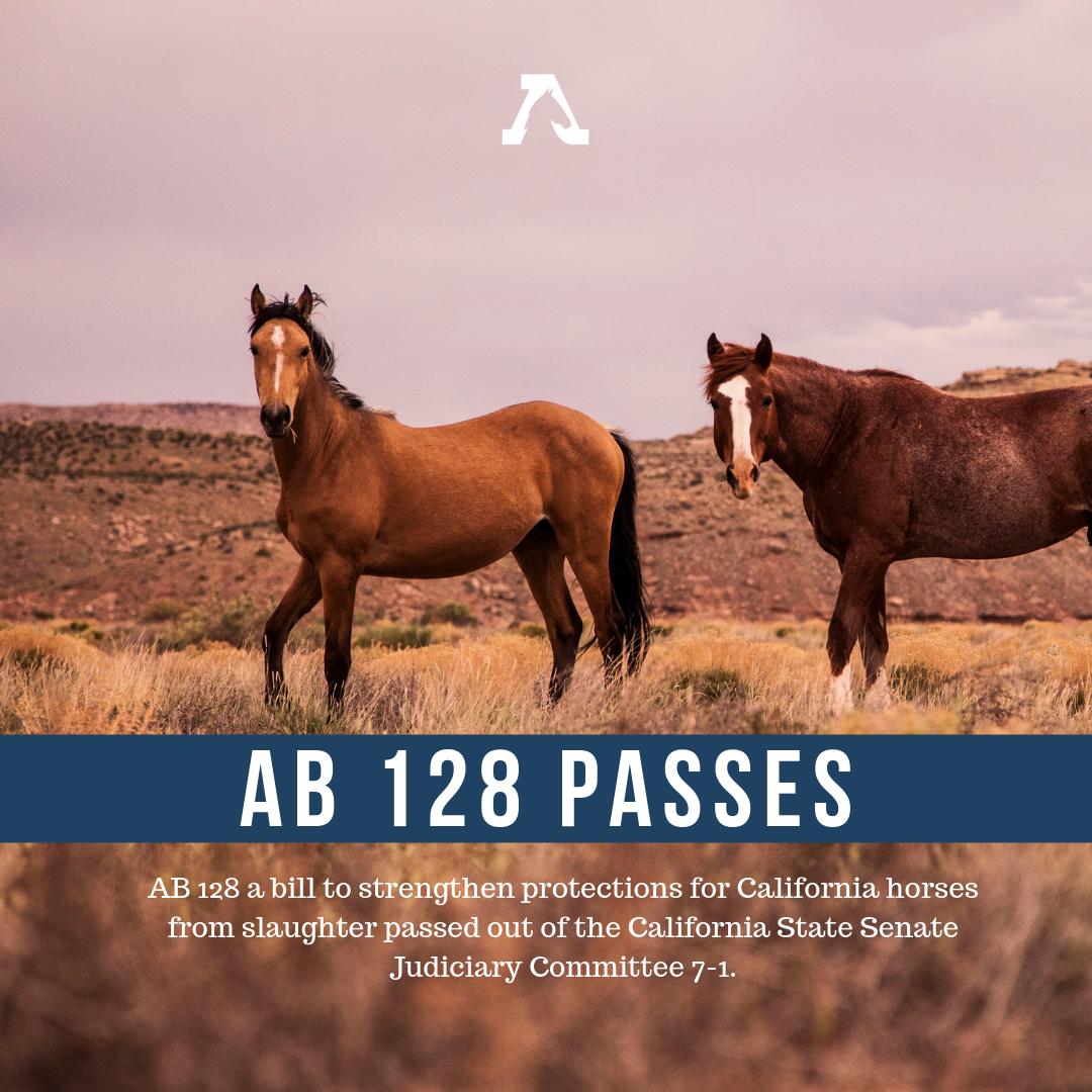 BREAKING: AB128 officially passed out of the California State Senate Judiciary Committee 7-1! Now we move onto the full State Senate! #nohorseslaughter If you live in California, contact your State Senator today! wildhor.se/PassAB128