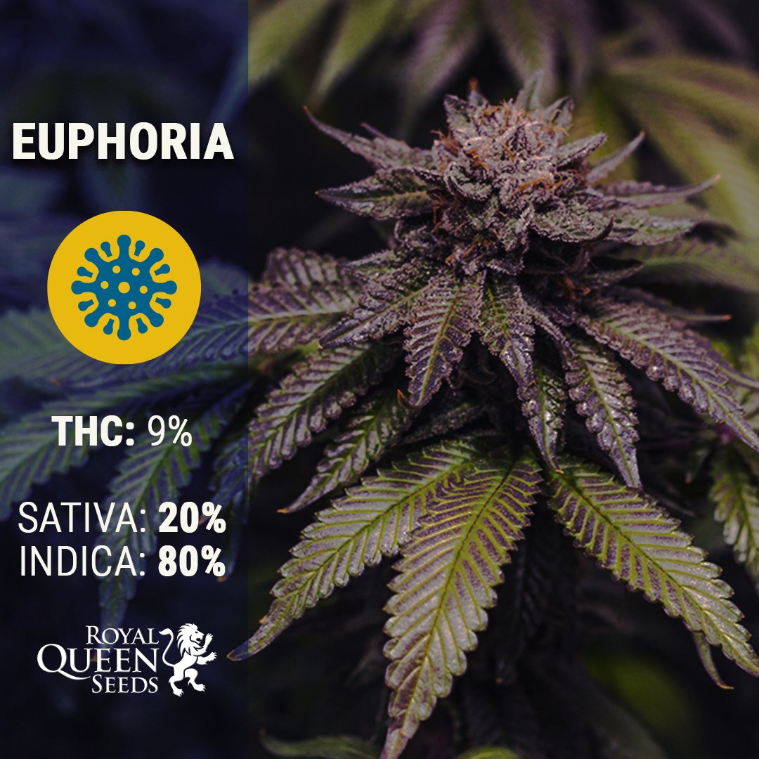 #Euphoria is really good treating anxiety problems. Don't let her distract you because of her 9% of #THC... Her high level of #CBD will take away all the pain!

Also, she's part of the #strains that will cure your boredom.

Enjoy! 🤗

bit.ly/Medical_Cannab…

📸 RoyalCouple420