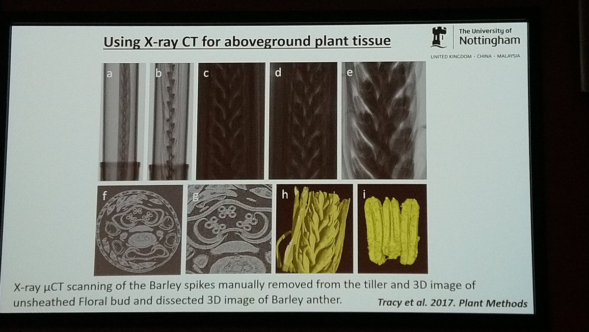 Sophie Mogg Ph.D (@mini_moggy) on Twitter photo Super interesting talk about the importance of roots from <a href="/SaoirseT/">Saoirse Tracy</a> at #EPSR2019
Loved all the 3D imaging 😍 Super interesting talk about the importance of roots from <a href="/SaoirseT/">Saoirse Tracy</a> at #EPSR2019
Loved all the 3D imaging 😍