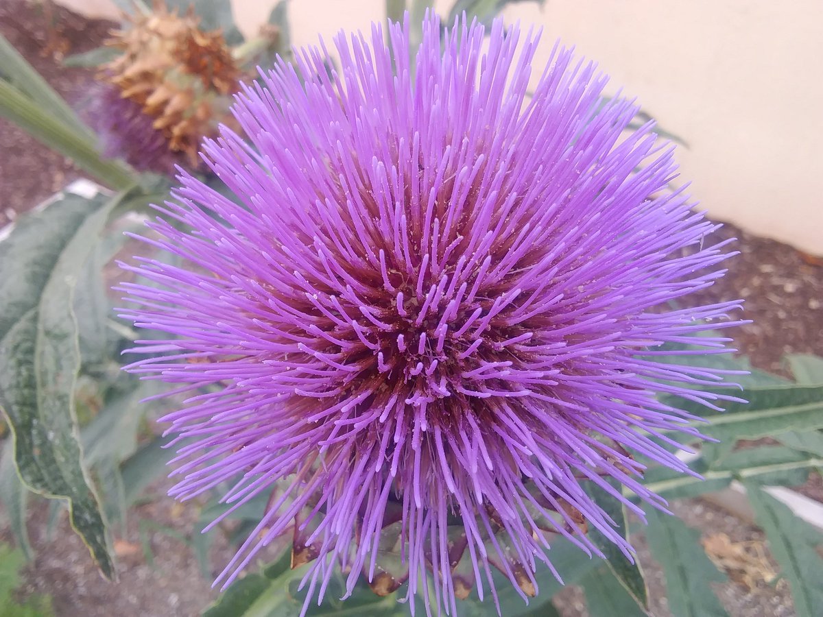 Mixpuppy's tweet photo. This is a flower of a plant called cardoon. Thought it was a thistle (my Scot coming out) https://t.co/7RYZ3Rl2aj
