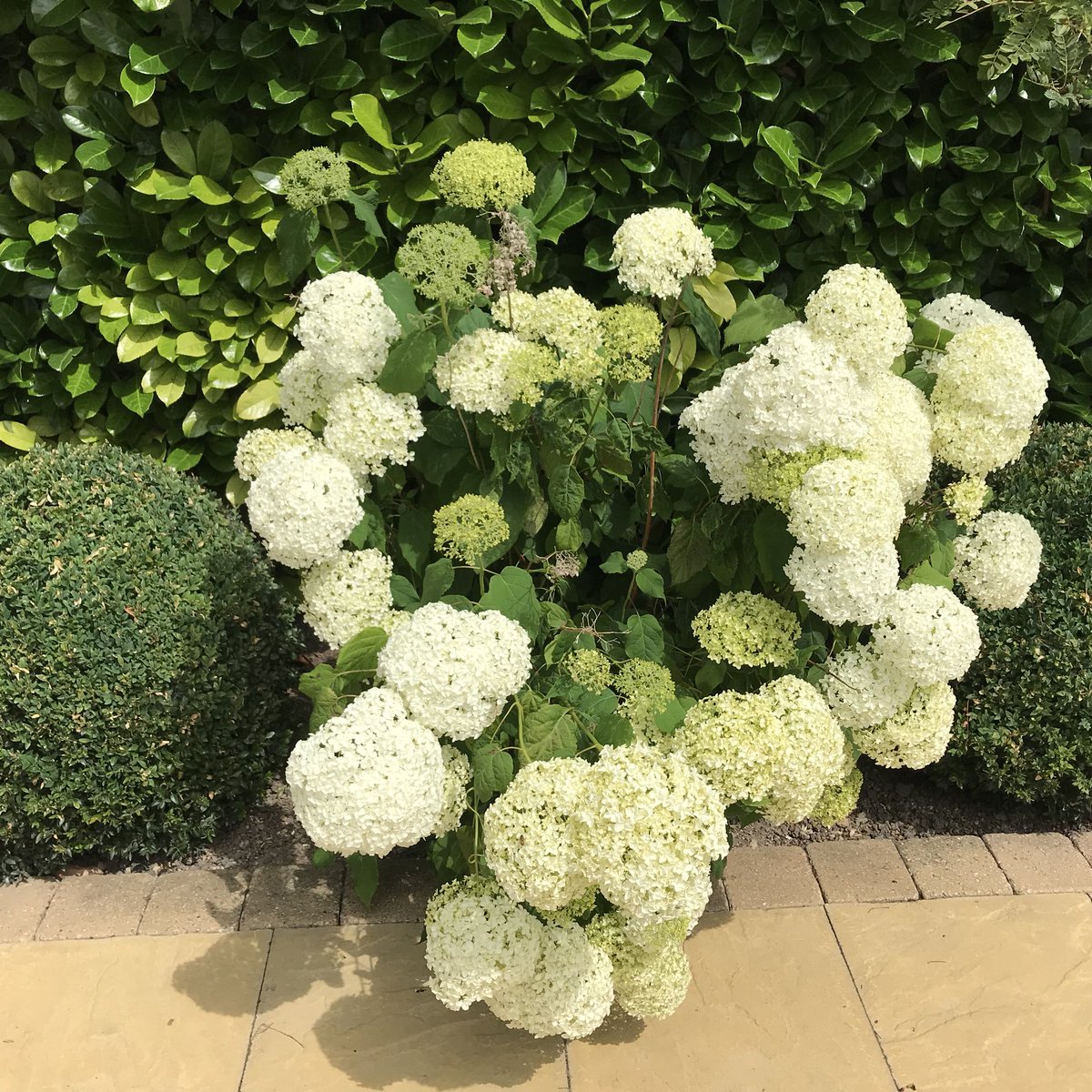 theFamilySK's tweet photo. A variety of #hydrangeas are a mainstay of my #summer scheme! This blossoming beauty has a real sense of occasion. A favourite of mine - & deservedly so - Hydrangea Arborescens Annabelle. #limegreen #lush #shrub #juicygreen #mixedborder #blowsy #flowerheads #gardenlife #gardener https://t.co/vHsBhxVpHn