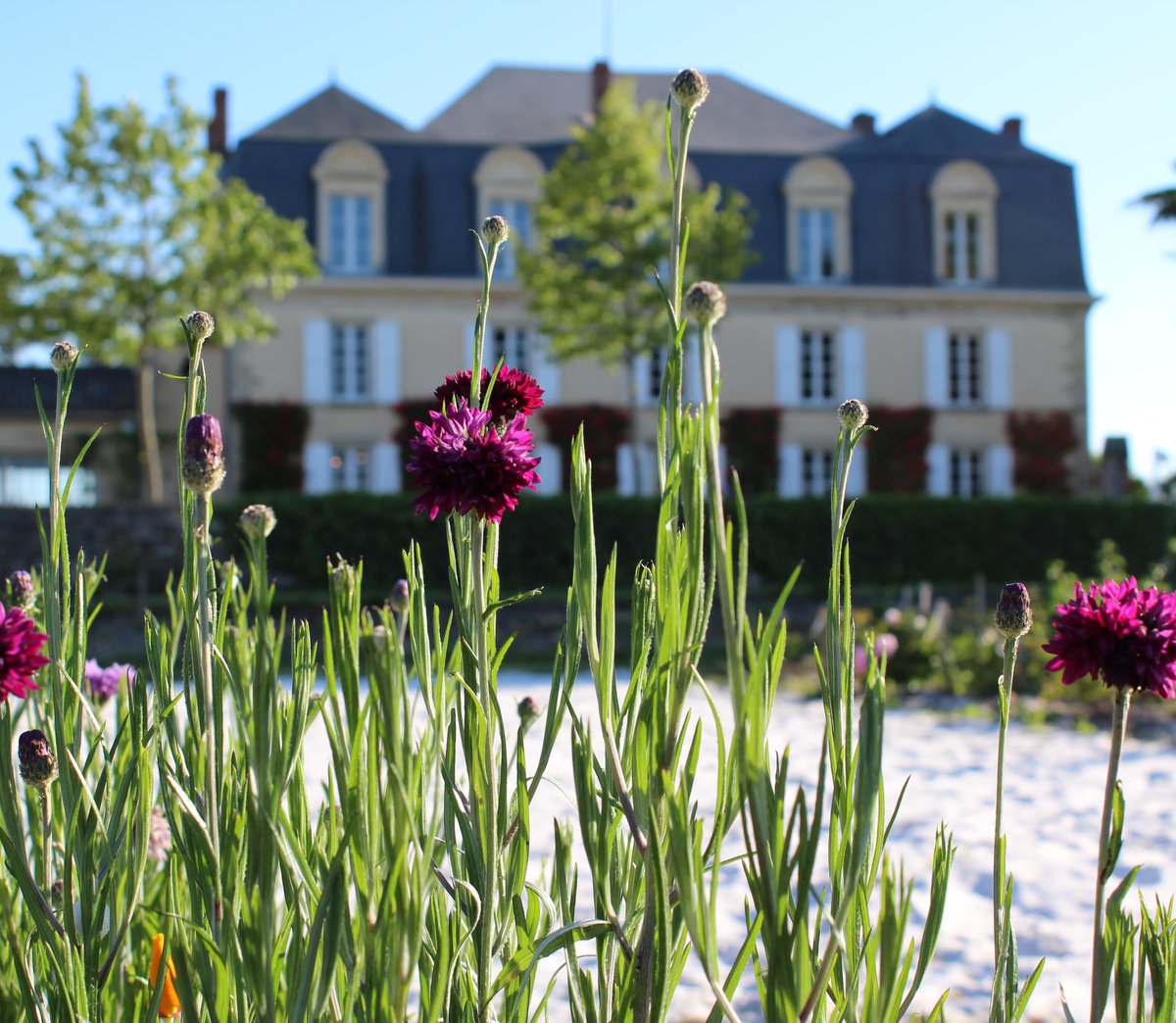 Did you know Château Guiraud in Great Wine Capital Bordeaux, France was the first 1855 Classified First Growth estate to open an on-site restaurant?
Find out more here: greatwinecapitals.com/best-of/BOWT20…

<a href="/BestOf_Bordeaux/">Best Of Wine Tourism | Bordeaux</a>
#chateauguiraud #bordeaux #france #bestofwinetourism