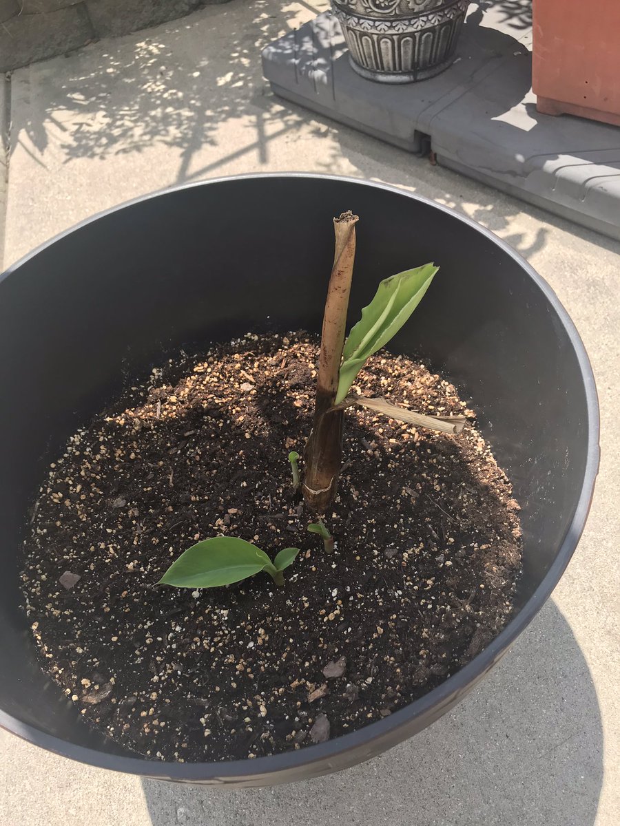 shadoebug's tweet photo. Banana plant coming along https://t.co/D0FJdlfdbP