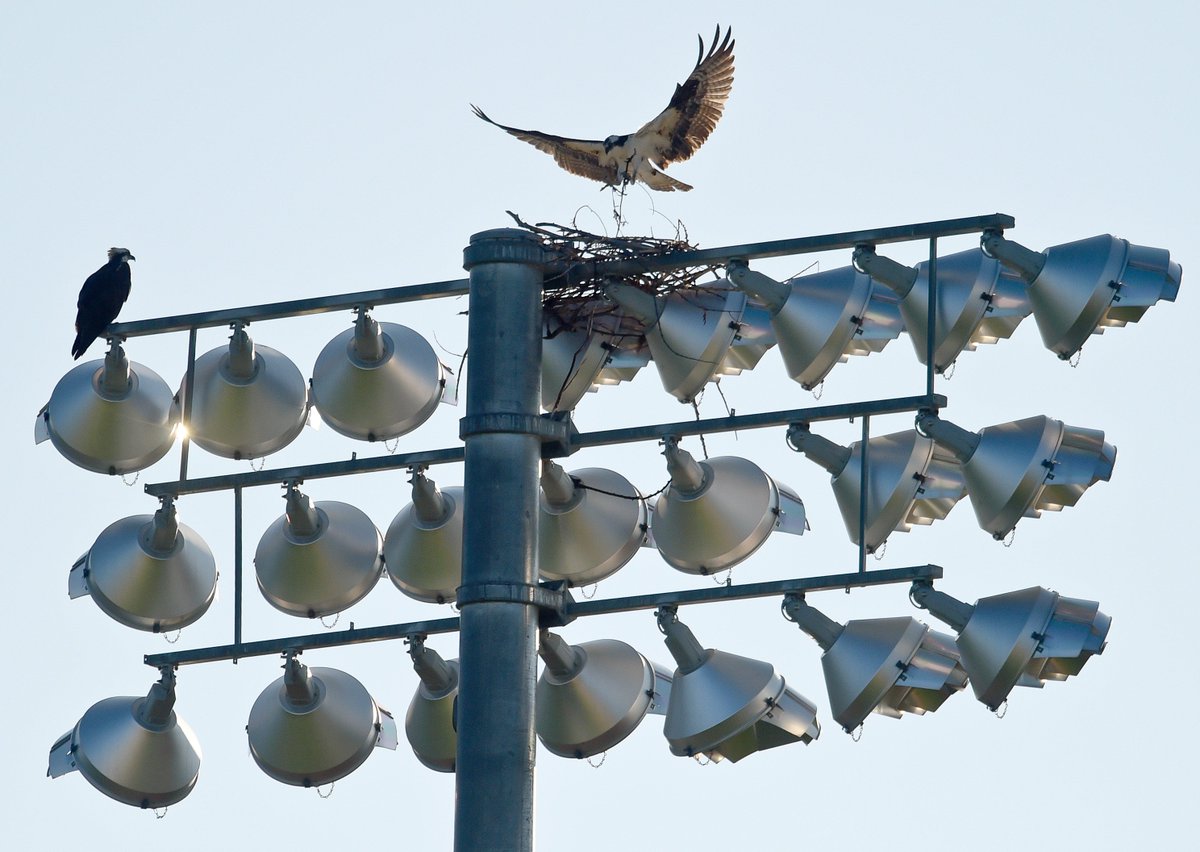 Lewis Geyer (@lgeyertc) on Twitter photo There is lots of construction occurring at #Longmont High School this summer including an osprey nest being built above Everly-Montgomery Field. <a href="/TimesCall/">Longmont Times-Call</a> There is lots of construction occurring at #Longmont High School this summer including an osprey nest being built above Everly-Montgomery Field. <a href="/TimesCall/">Longmont Times-Call</a>