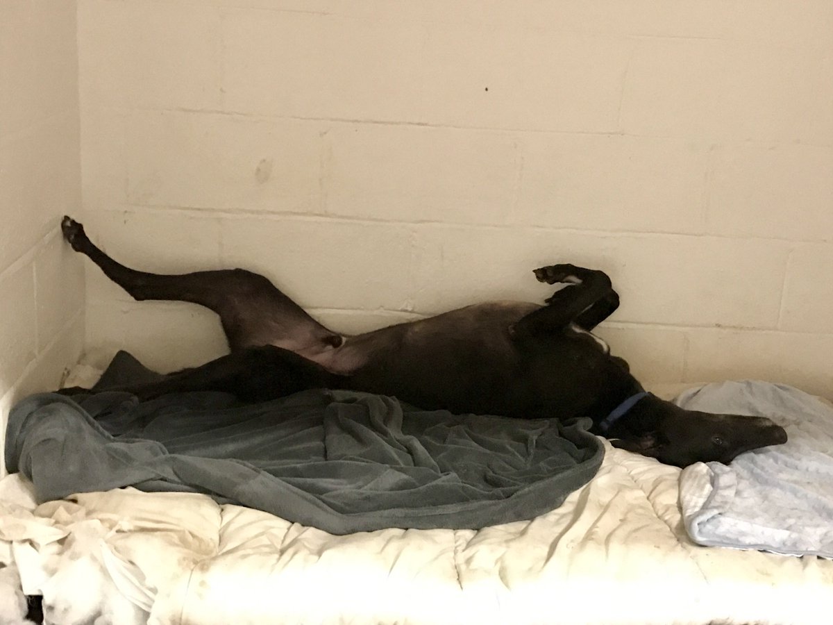 After having his dinner and going out in the paddock, Regan is having an afternoon nap on his bed! #needsahome C