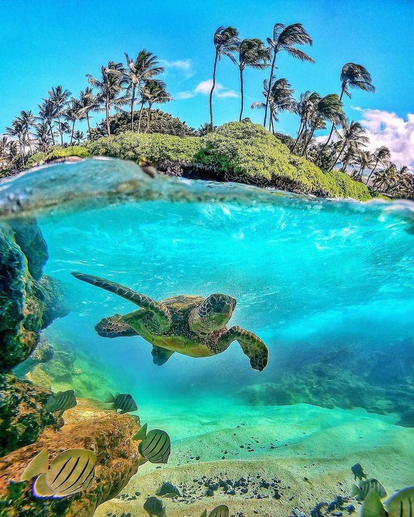 LetsMaui's tweet photo. “Creativity is intelligence having fun” - Albert Einstein. Splendid shot by 📸neohumanity •
•
•
•
•
•
#solotraveltips #solotravellers #solotraveldiaries #solotraveltips #solotravelblog #nomadiclifestyle #beautifulnatures #beautifulnaturepic #jaunt #locomotion #change_of_l… https://t.co/UHuprrph04
