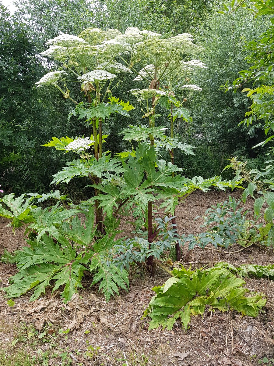 elfdieden's tweet photo. Majestueus, de grote #berenklauw. Maar niet iedereen is er blij mee https://t.co/AQRILnfu4b