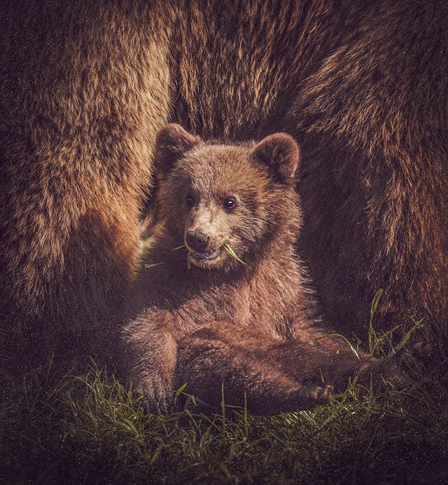 Baby brown bears eat and grow rapidly. They will copy their mother’s methods for locating and hunting for food. They spend the next two and a half years living with her. At that time the cubs are ready to live on their own so the mother can breed and rep… ift.tt/30pGn8b