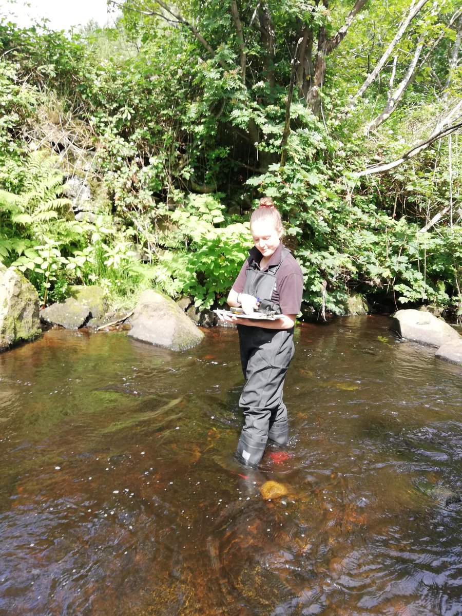 YISF__INNS's tweet photo. Great day out surveying the River Colne today for Japanese Knotweed. It's really important to gather data so that we can treat effectively! If you want to help us with this and volunteer, get in touch! 
#INNS #JapaneseKnotweed #RiverColne #Volunteer https://t.co/33oZWUxEvi