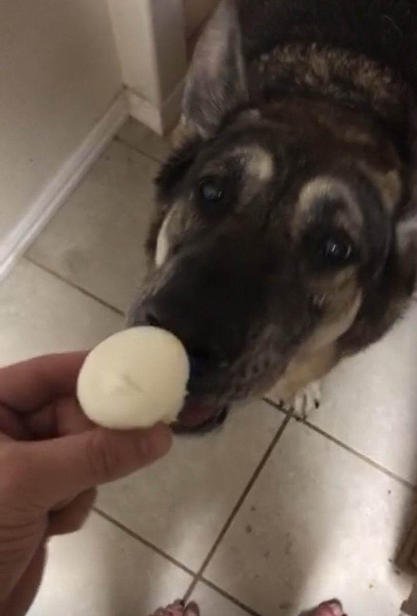 DFWRoxie's tweet image. .@sprinkles are the best! They have little ‘pupcakes’ 🤤 #AdoptDontShop #MansBestFriend #GSDofTwitter