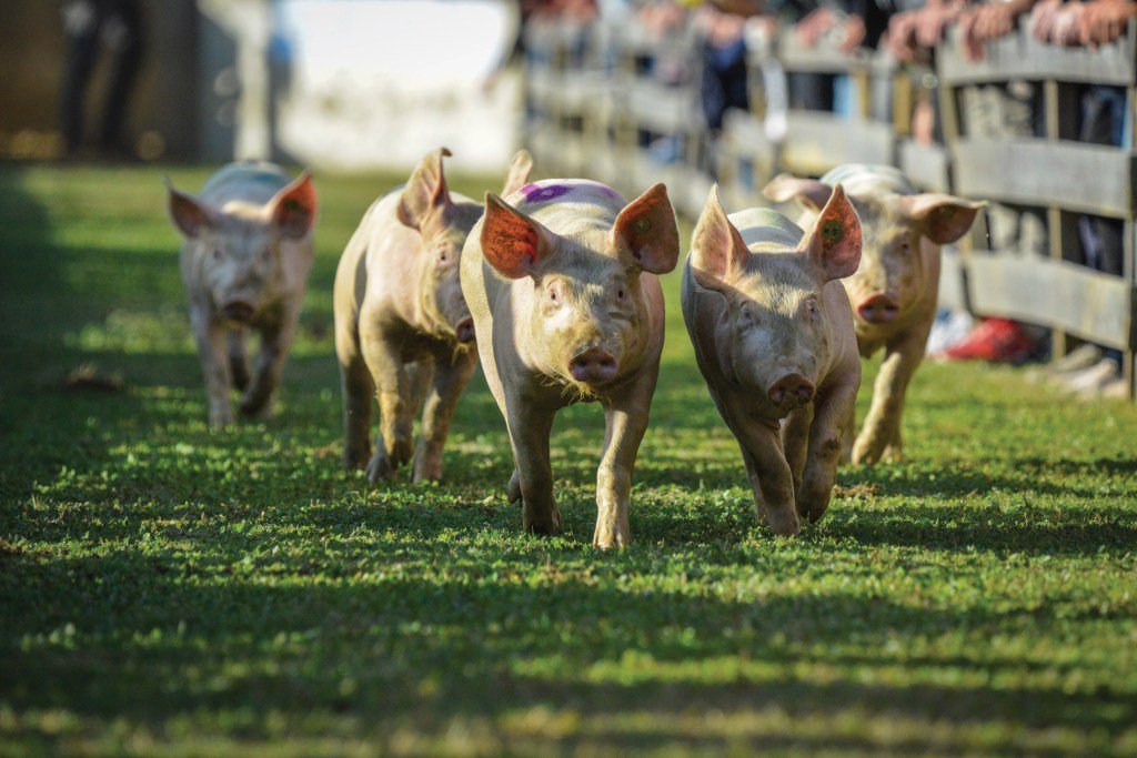 SDistinctionMag's tweet photo. "It’s Time to Legalize Pig Racing in Georgia" - 
By Emory Jones

Looking back on it, I may have made a mistake taking my pet pig, Cunningham, to the horse races last week. It seemed... - https://t.co/Ycd5o1pxJ4 - - #Education #SOUTHERNLIFE https://t.co/kwsaADFuEU