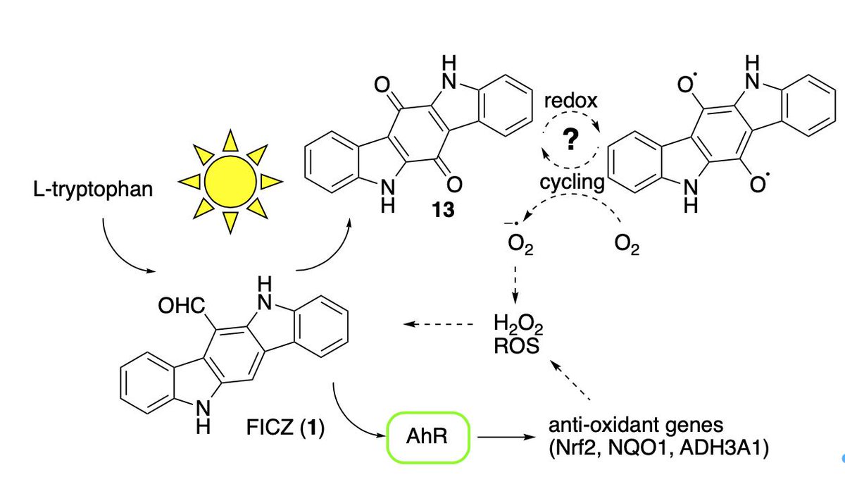 Proposed role of the quinone in photo-aging rdcu.be/bJC8L