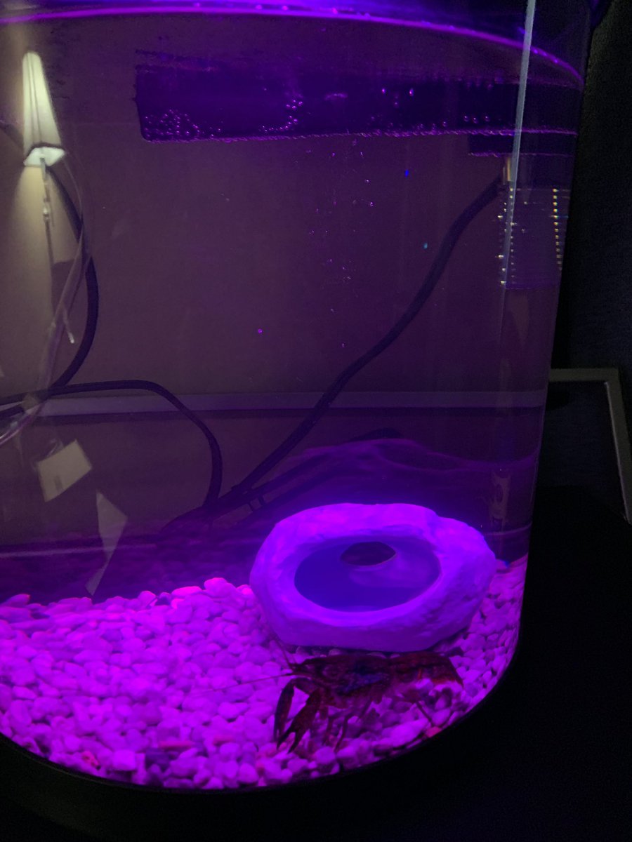 ImBkell's tweet image. I’m a few days late to this but on my birthday I was given a pet mini lobster. Caleb “Lil Sebastian” Crawdad. I do declare. #TheOffice #ParksAndRec