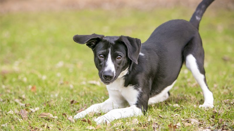 Petsecure's tweet image. Your dog may not be able to talk but it doesn't mean she doesn't communicate! Here are some #dogbodylanguage cues and what they mean: ow.ly/Vgm650uXtYv #dogbehaviour