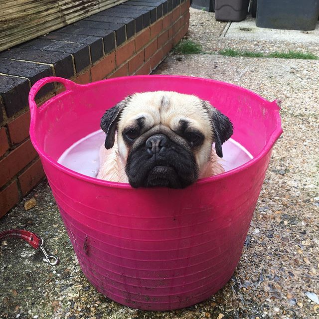 tailored_hound's tweet photo. Mucky Pug! It was the bucket of shame for Harris this week following a roll in a cowpat! 😂😂 His face says it all #bucketofshame #muckypug #pugs #pugsofinstagram #pug #pugstuff #waterpug #bathpug #cutedogs #pug_feature #pugly #wetpug #harristweed https://t.co/FXZjTLg83B https://t.co/CiOj1aCrA5