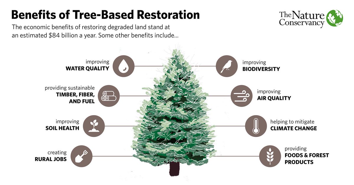 nature_org's tweet image. The power of trees: infographic edition.