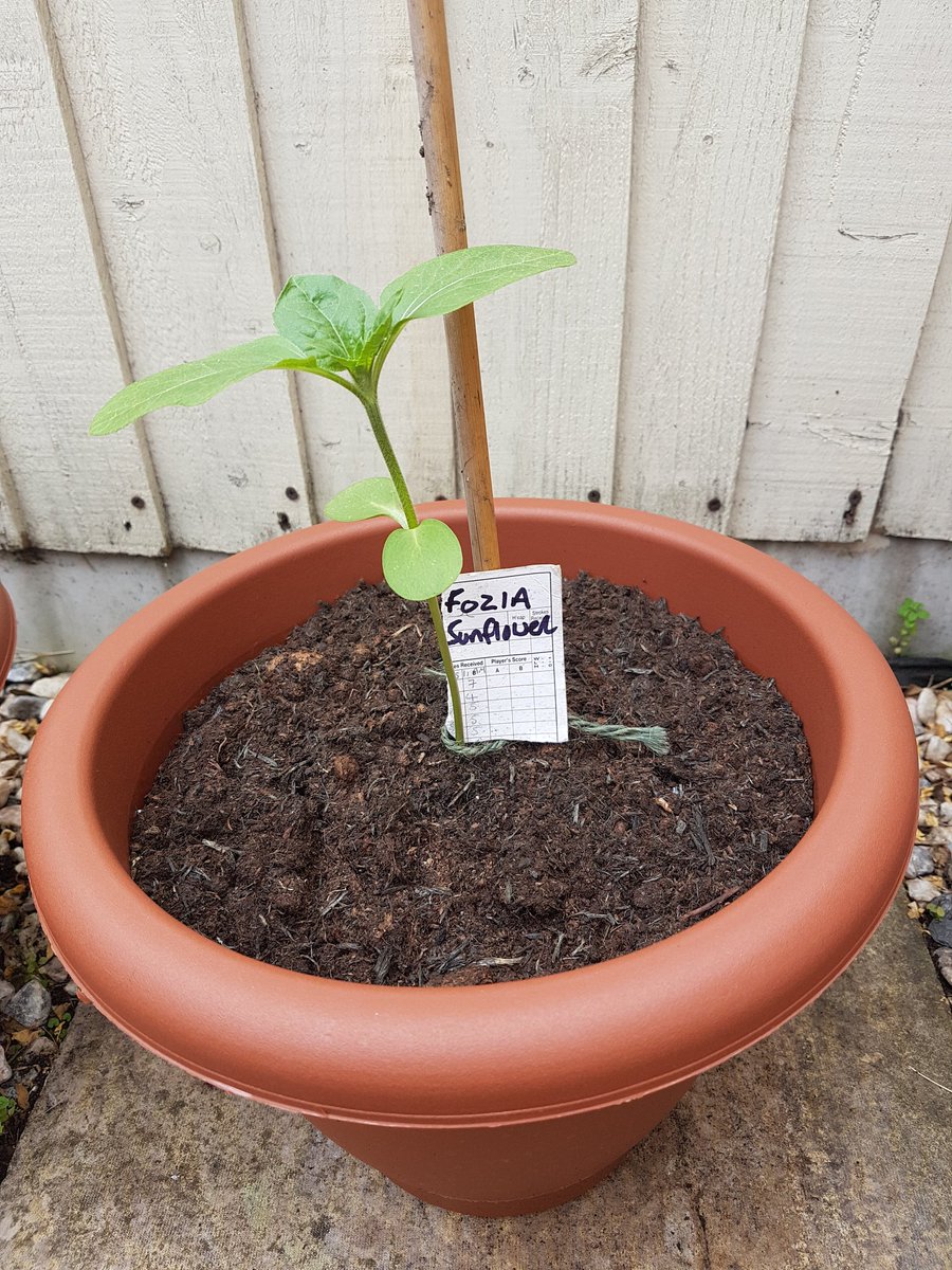 #bloomingmarvellous
Meet Colin and Fozia sunflower, my entry into #pumpingmarvellous sunflowers competition.