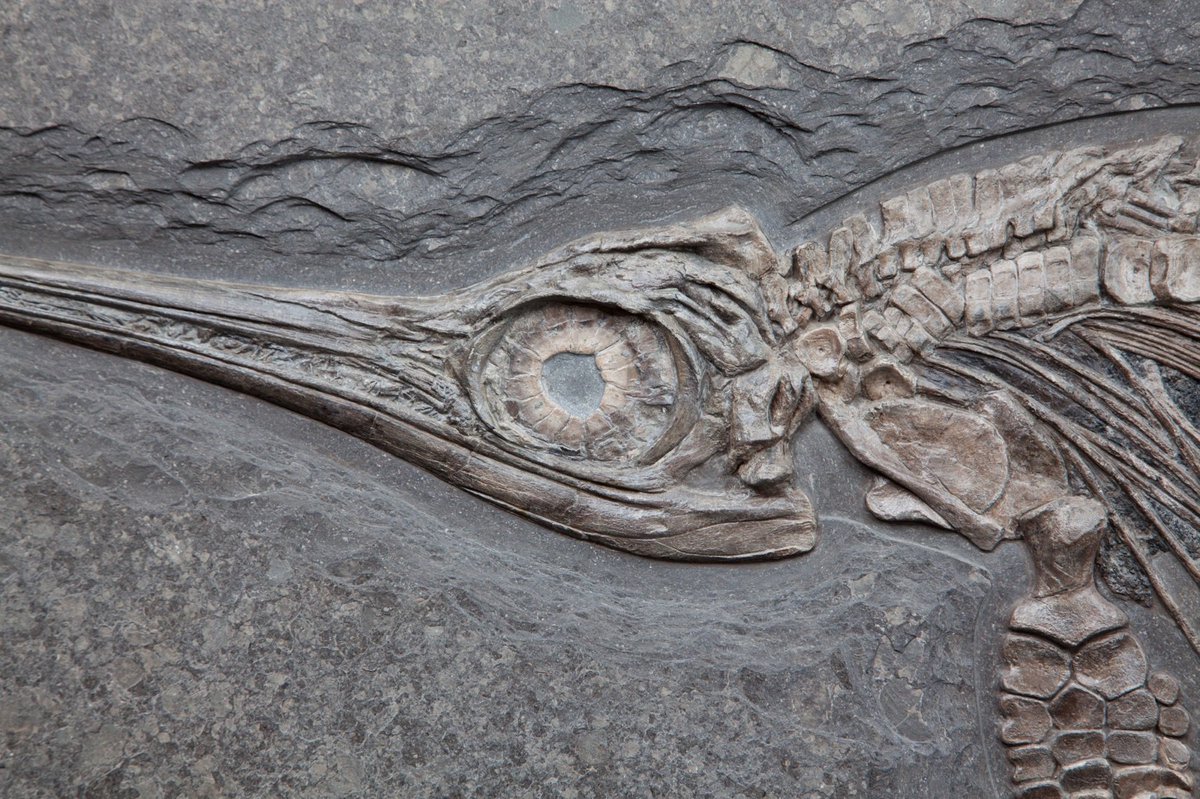Damian Burton (@damianburton) on Twitter photo Big thanks to <a href="/UoM_EES/">Earth Sciences at the University of Manchester</a> and Mandy Edwards for the lend of some exceptional fossils to <a href="/mppsch/">Manley Park Primary</a> Year 6. Much appreciated! @RockSquasher @rwogelius <a href="/julianskyrme/">dr julian skyrme</a> Big thanks to <a href="/UoM_EES/">Earth Sciences at the University of Manchester</a> and Mandy Edwards for the lend of some exceptional fossils to <a href="/mppsch/">Manley Park Primary</a> Year 6. Much appreciated! @RockSquasher @rwogelius <a href="/julianskyrme/">dr julian skyrme</a>