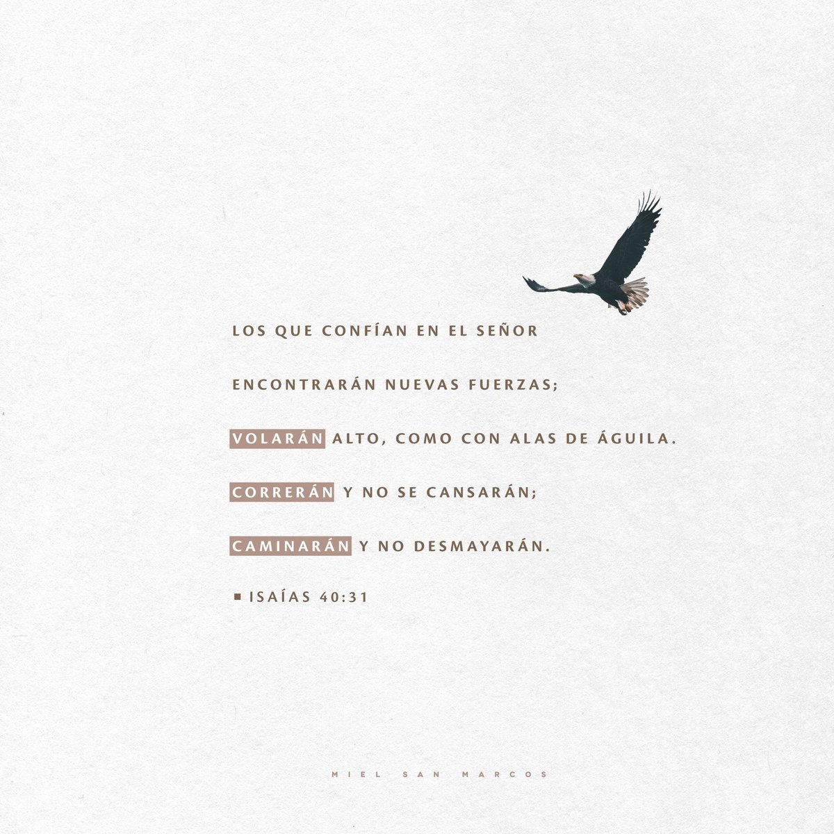 Mielsanmarcos's tweet photo. UN NUEVO DÍA ☀️
pero los que esperan a Jehová tendrán nuevas fuerzas; levantarán alas como las águilas; correrán, y no se cansarán; caminarán, y no se fatigarán. Isaías 40:31 https://t.co/cRsYba2mWz