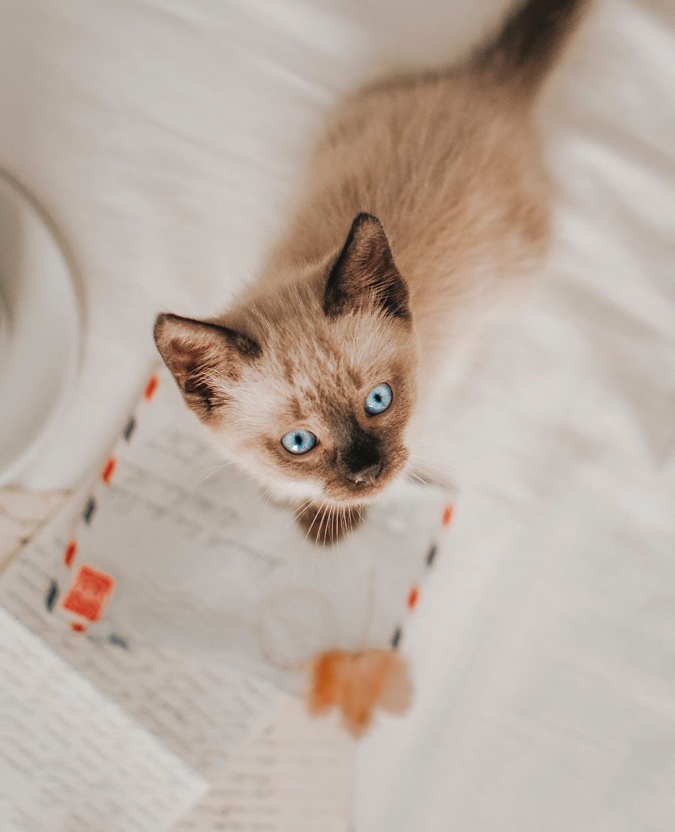Makethemroar's tweet photo. Some serious cuteness in honour of #NationalKittenDay. 

Image by Romane Van Troost.

#MakeThemRoar https://t.co/JWPAM8kXBJ