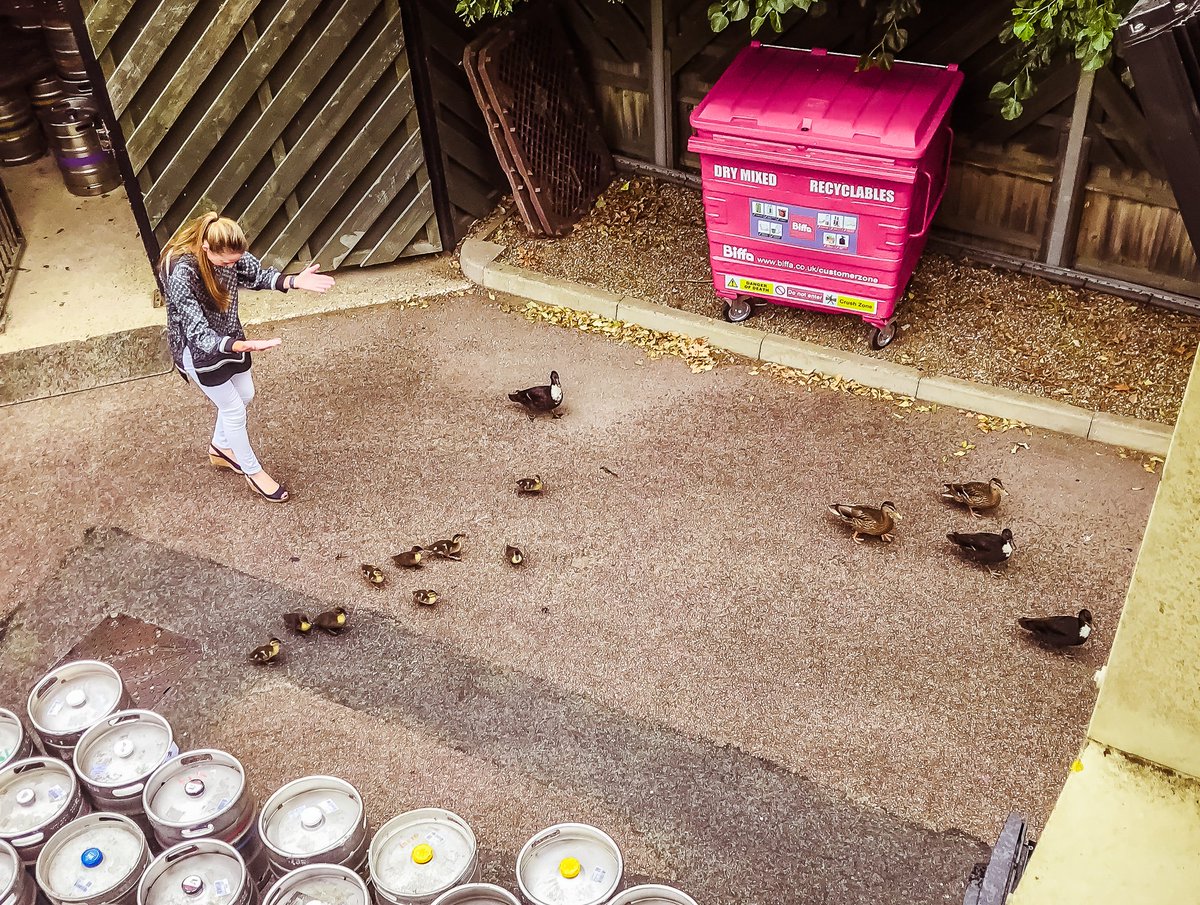 PottersResort's tweet image. Even the ducks are starting to arrive for #SummerOfFun 2019 

#NotLongToGo #SummerOfFun #PottersResort #EastAnglia #Norfolk #GreatYarmouth #HoptonOnSea #Ducks #Quack