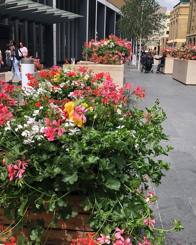 CJSPlants's tweet image. The apple crates are out again in London Bridge and don’t they look great #applecrates #geraniums#trailinggeraniums#begonias#greeninglondon ift.tt/2LfhFnk