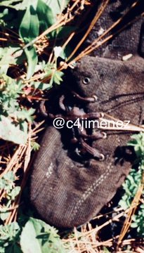 Ver imagen en Twitter