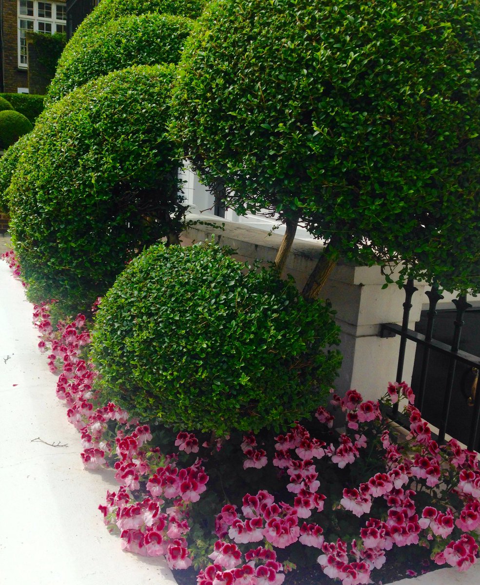 wazzo_m's tweet photo. Classy apartment frontage #Chelsea #BKCS @LondonInBloomUK https://t.co/VAOAkTvFo1