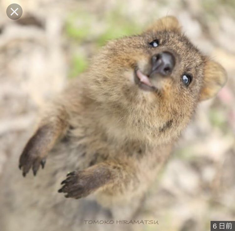 世界一幸福な動物