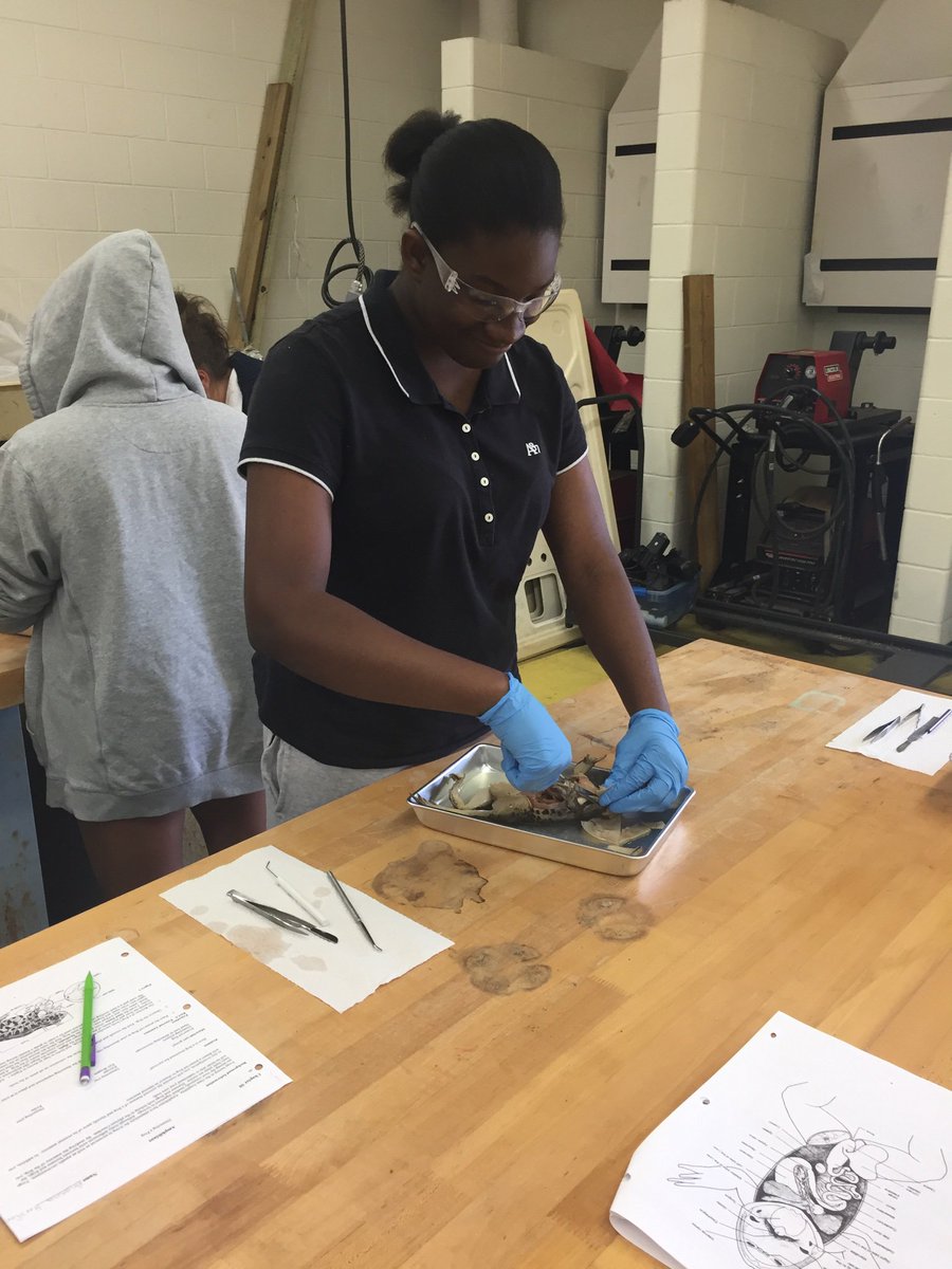 kjohnso_science's tweet photo. More from dissection day! #jumpstartbio2019 https://t.co/HDWcBxWIPy