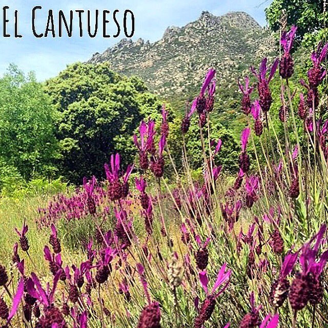 UvasVeloces's tweet photo. El Cantueso es una planta silvestre muy abundante en la sierra norte de Madrid. Su potente y característico aroma está presente en el vino Uvas Veloces basado en las viejas garnachas de las laderas de levante del tramo alto del río Jarama a su paso por el municipio de el Molar. https://t.co/vb9MYum12r