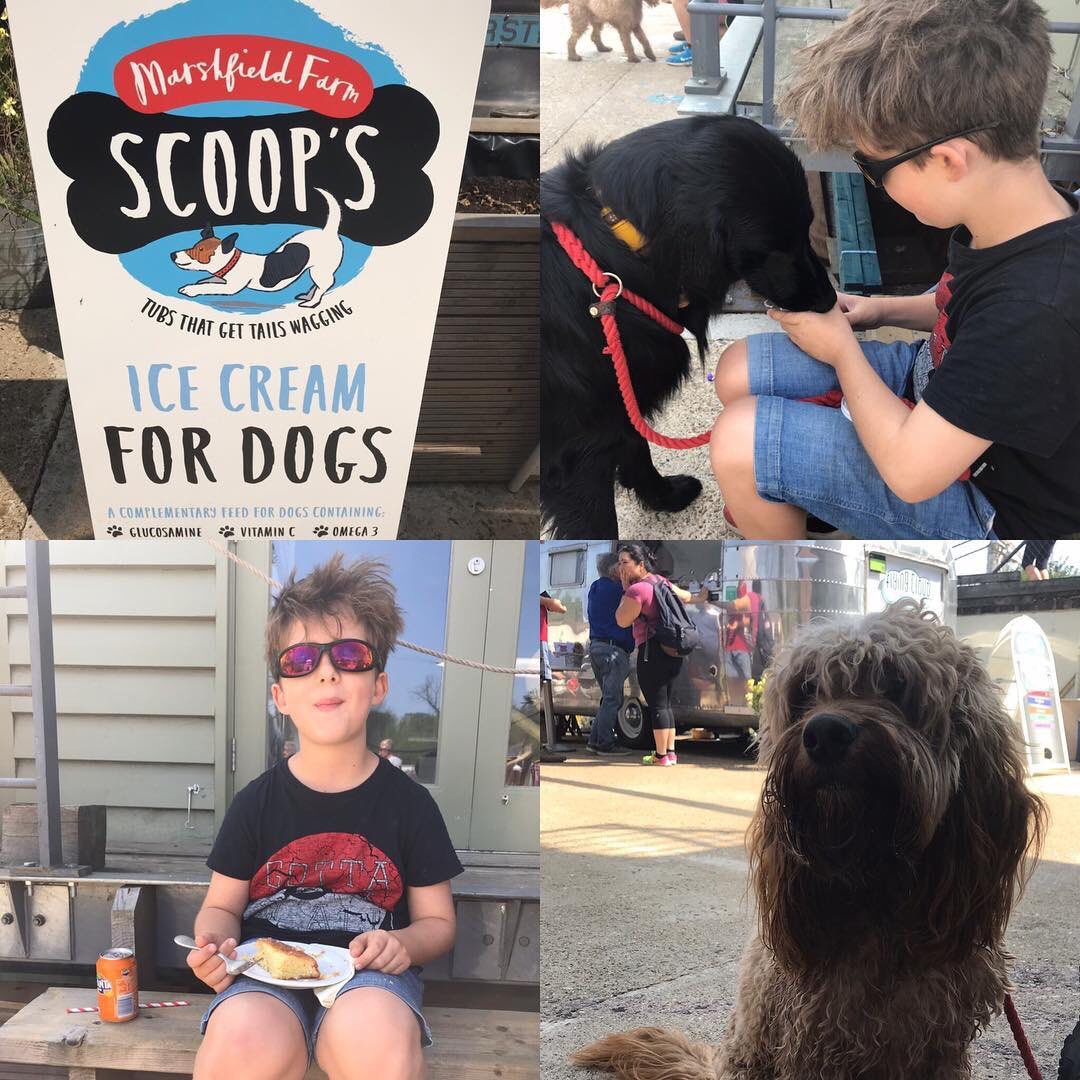 Has your dog tried Scoops ice cream for dogs by Marshfield farm? It’s a big hit #Teddington #dogwalkers #dogicecream #marshfieldfarm #treatyourdog #riverside