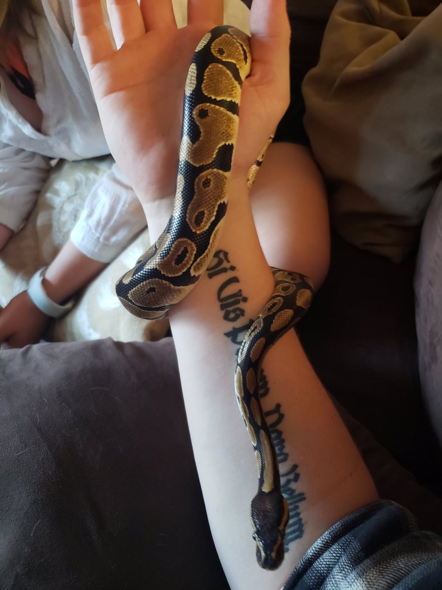 switchwlf's tweet image. One of my snakes, Nagini, out and playing on the 4th of July.