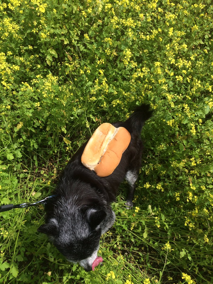 DavidHammond19's tweet photo. “Hot Dog With Mustard” https://t.co/A8oe5KjsFR