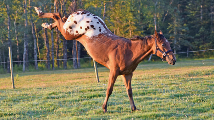 Передвижение лошади. Галоп аллюр иноходь. Передвижение лошади. Передвижение лошади. Фазы галопа лошади.